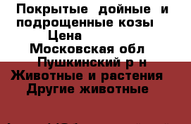 Покрытые  дойные  и подрощенные козы. › Цена ­ 25 000 - Московская обл., Пушкинский р-н Животные и растения » Другие животные   